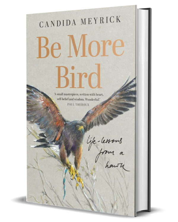 Be More Bird: Life Lessons from a Hawk